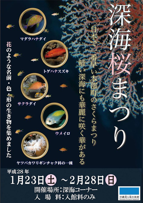 「深海桜まつり」開催!