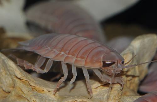 美ら海自然教室「沖縄の深海生物にせまる!」参加者募集!
