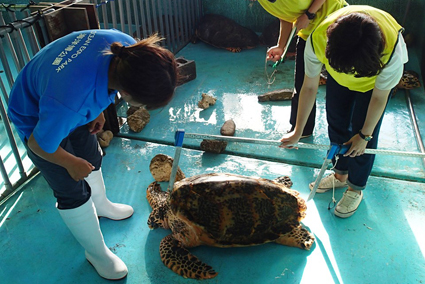 海獣施設 大人のための飼育員体験 参加者募集中 お知らせ 沖縄美ら海水族館 沖縄の美ら海を 次の世代へ