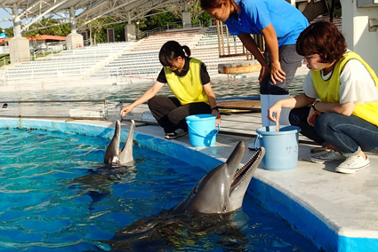 海獣施設 大人のための飼育員体験 参加者募集中 お知らせ 沖縄美ら海水族館 沖縄の美ら海を 次の世代へ