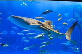 Whale sharks in the Kuroshio Sea tank  image