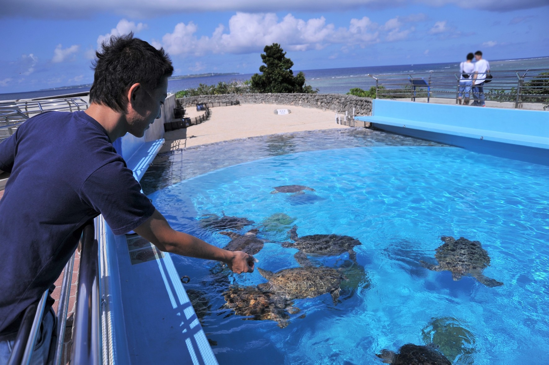 ウミガメ給餌体験