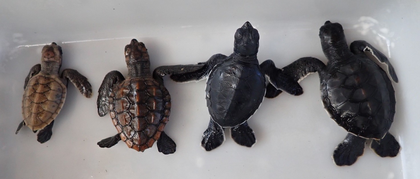 The only place in the world exhibiting four different species of baby sea turtles!  image